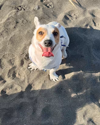 Monta jack Russell