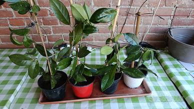 Hoya Carnosa