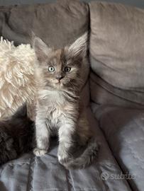 Maine coon kitten