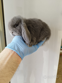 Coniglio nano ariete mini lop blu di vienna