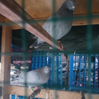 Piccioni per caccia al colombaccio