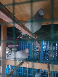 Piccioni per caccia al colombaccio