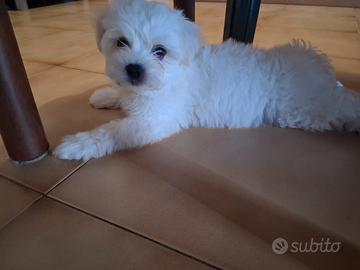 Maltese