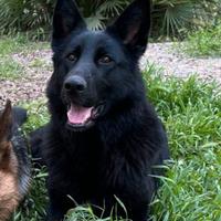 Cuccioli pastore tedesco