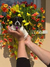 Chihuahua