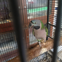 Parrocchetto derbiana