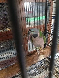 Parrocchetto derbiana