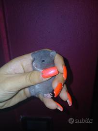 Cuccioli di criceto