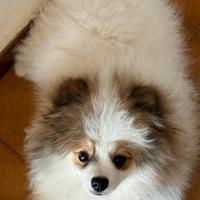 Spitz Pomerania