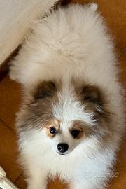 Spitz Pomerania