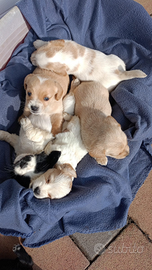 Cuccioli di Jack Russell Terrier