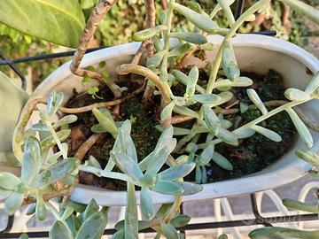 Talee di piante grasse