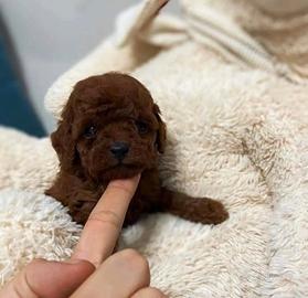 Barboncini red intenso asiatici mini toy