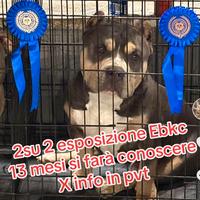 Top Bully triblu maschio