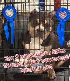 Top Bully triblu maschio