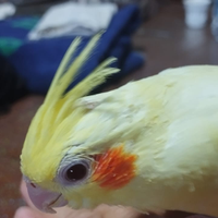 Calopsite allevata a mano