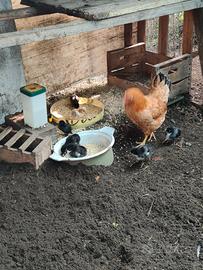 Pulcini marans puri di due settimane