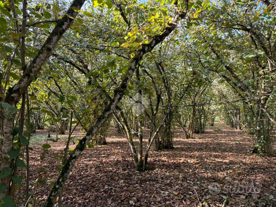 TER. AGRICOLO A SORIANO NEL CIMINO - Altro
