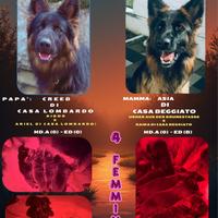 Cuccioli Femmine pastore tedesco pelo lungo