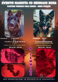 Cuccioli Femmine pastore tedesco pelo lungo