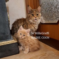 MAINE COON gattini nati e cresciuti in famiglia