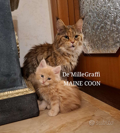 MAINE COON gattini nati e cresciuti in famiglia