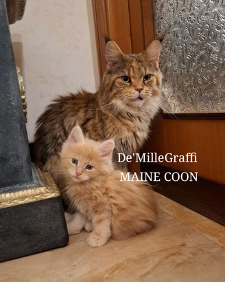 MAINE COON gattini nati e cresciuti in famiglia