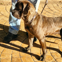 Cane corso