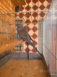 Cocorite faccia nera