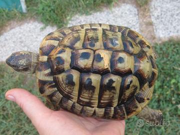 Maschio Testudo hermanni boettgeri