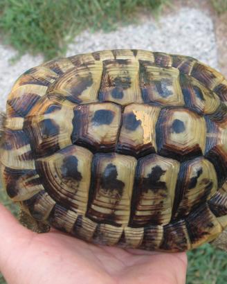 Maschio Testudo hermanni boettgeri