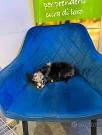 Cucciolo chihuahua mini pelo lungo merle