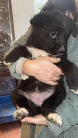 4 Cuccioli Leggere descrizione