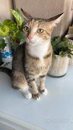 gattini
