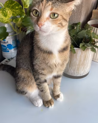 gattini