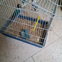 Pappagalli inseparabili riproduttivi