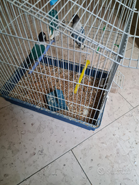 Pappagalli inseparabili riproduttivi