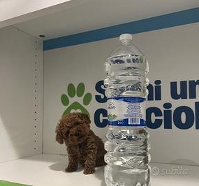 Barboncini mini mini toy red subito disponibili