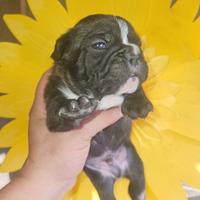 Bulldog francese nero