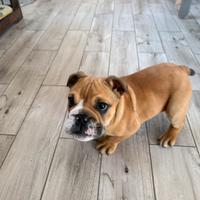 Buldog inglese esotico