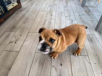 Buldog inglese esotico