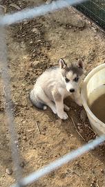 Husky siberiano