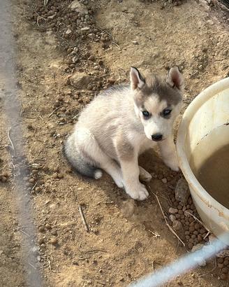 Husky siberiano