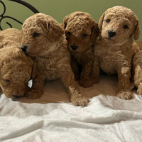 Barboncini albicocca