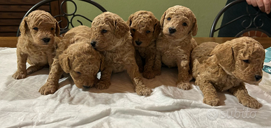 Barboncini albicocca