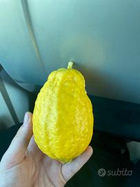 Limone da collezione