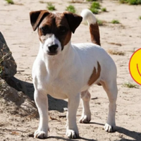 Jack russel maschio per accoppiamento