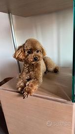 Monta Barboncino Toy Albicocca - COCO -
