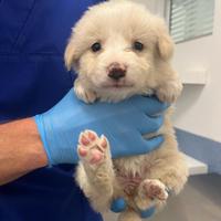 Cuccioli di maremmano