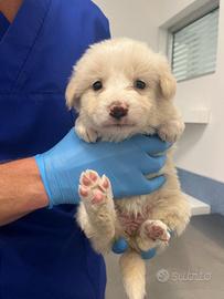Cuccioli di maremmano